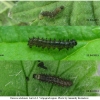 vanes atalanta larva2 volg1